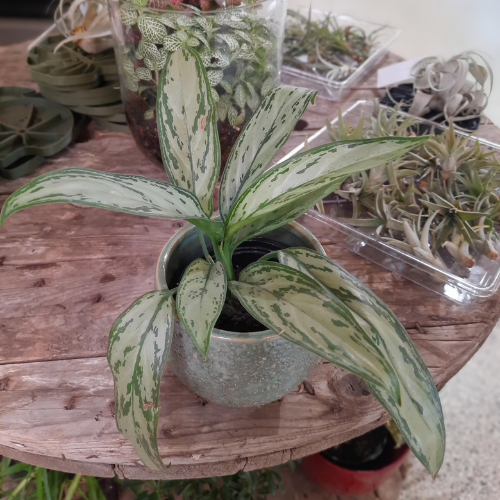 Agalonema 'christina' - 4"