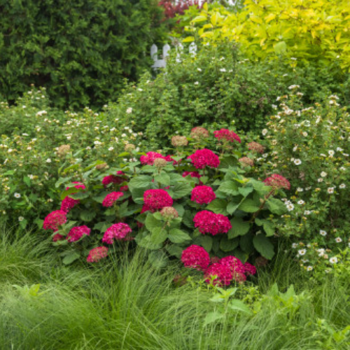 Hydrangea arborescens 'DreamScape' - 2g