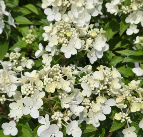 Hydrangea paniculata 'Petite Star' - 2g