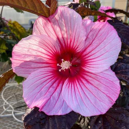 Hibiscus Moonshadow 'Rosita' - 2g
