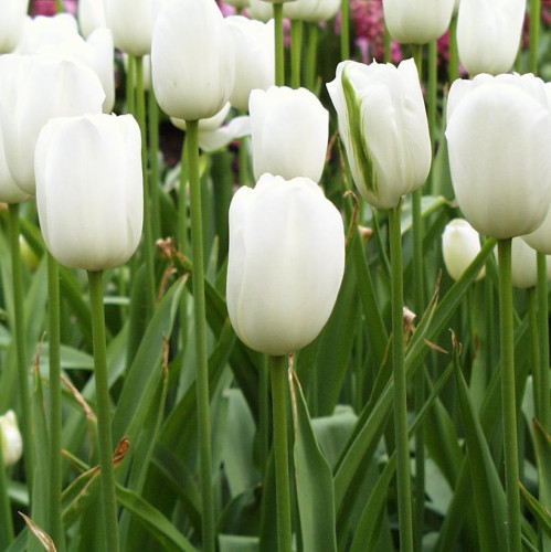 Bulbe de tulipe Géant 'Maureen' - à l'unité