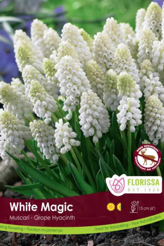 Bulbes de Muscari 'White Magic'