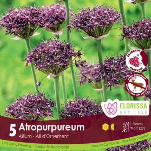 Allium atropurpureum