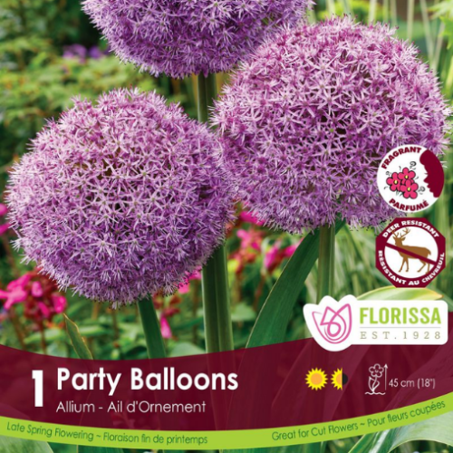 Bulbes d'allium 'Party ballons'