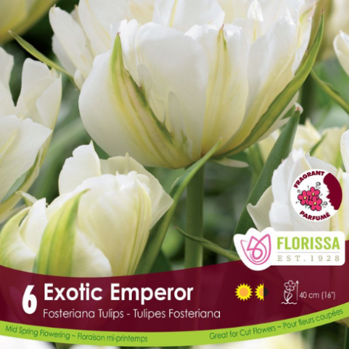 Bulbes de tulipes 'Exotic Emperor' 
