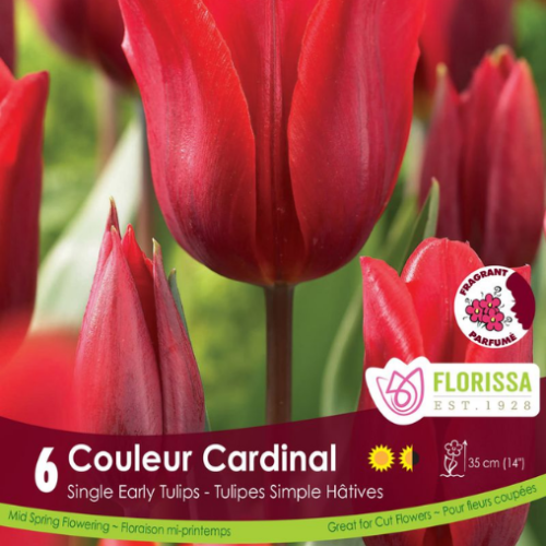 Bulbes de tulipes Cardinal