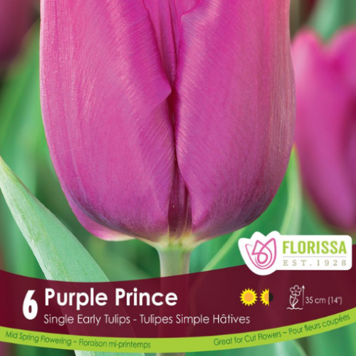 Bulbes de tulipes 'Purple Prince'