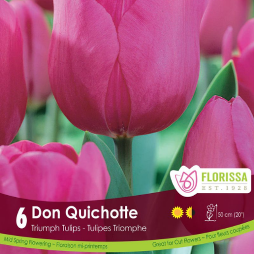 Bulbes de tulipes 'Don Quichotte'