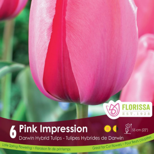 Bulbes de tulipes 'Pink impression'