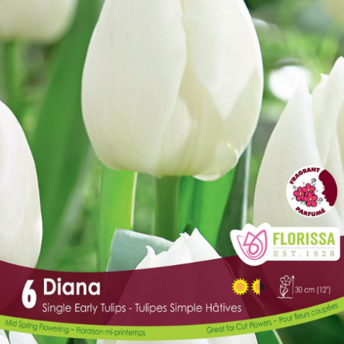 Bulbe de tulipe 'Diana'
