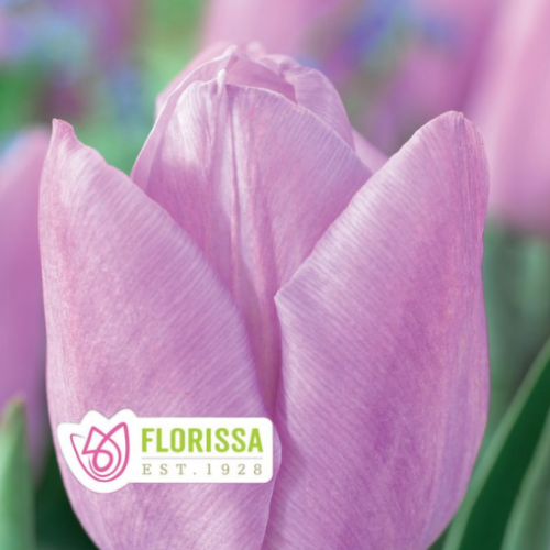 Bulbe de tulipe 'Candy Prince'