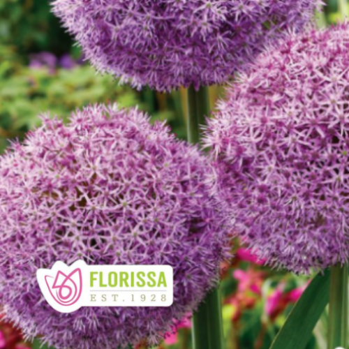 Bulbes d'allium 'Party ballons'