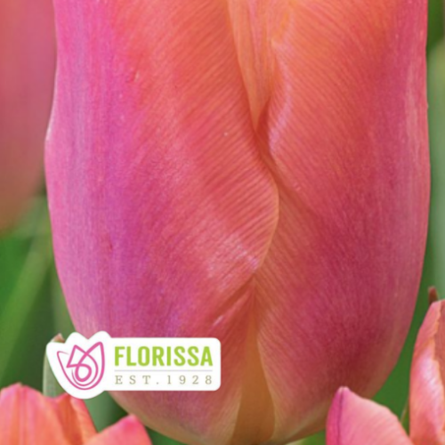Bulbe de tulipe 'Salmon Prince'
