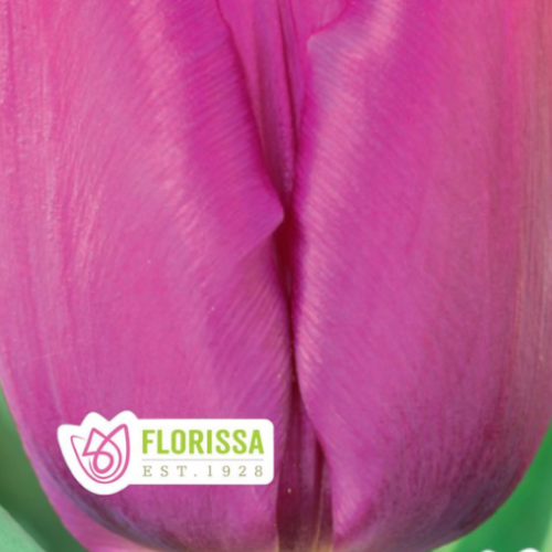 Bulbe de tulipe 'Purple Prince'