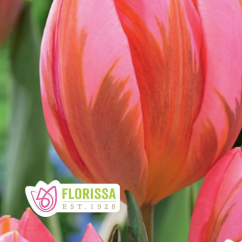 Bulbe de tulipe 'Pretty Princess'
