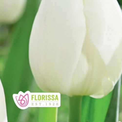Bulbe de tulipe 'Diana'
