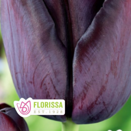 Bulbe de tulipe 'Queen of night'