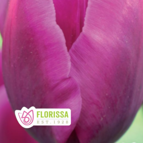 Tulipes 'negrita'