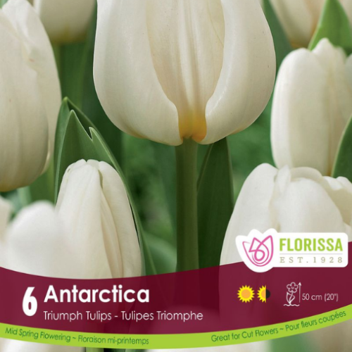 Bulbes de tulipes 'Antartica'