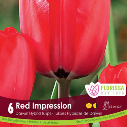 Bulbes de tulipes 'red impression'
