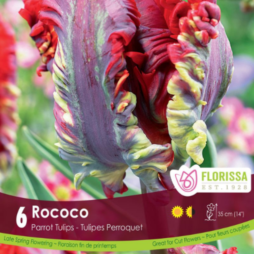 Bulbes de tulipes 'Rococo'
