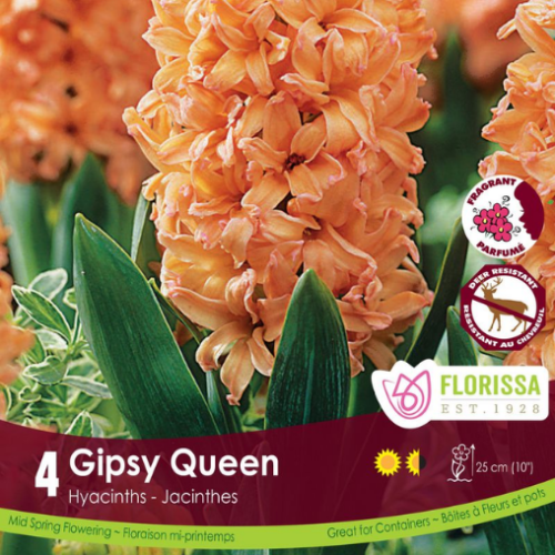 Bulbes de jacinthe 'Gipsy Queen'