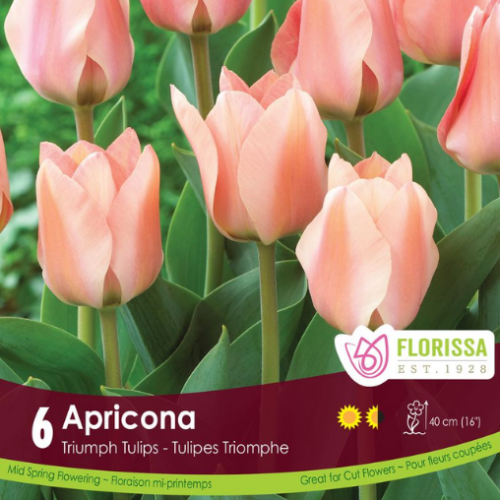 Bulbes de tulipes 'Apricona'