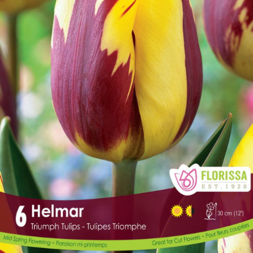 Bulbes de tulipes 'Helmar'