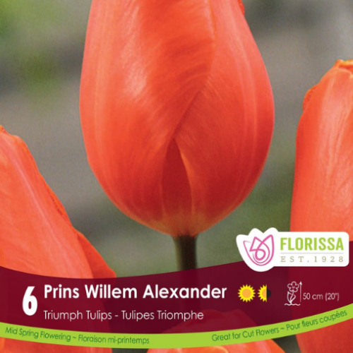 Bulbes de tulipes 'Prins Willem Alexander