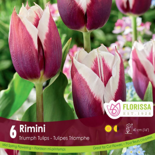 Bulbes de tulipes 'Rimini'