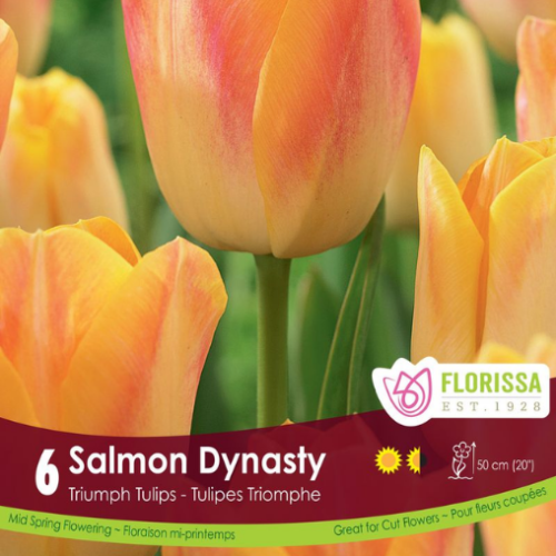 Bulbes de tulipes 'Salmon Dynasty'