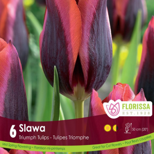 Bulbes de tulipes 'Slawa'