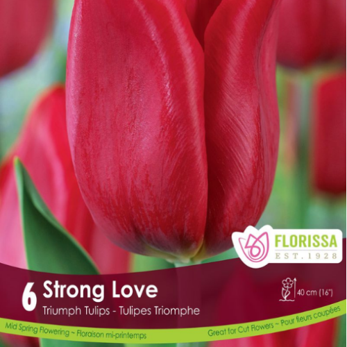 Bulbes de tulipes 'Strong Love' 