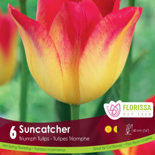 Bulbes de tulipes 'suncatcher'