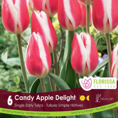 Bulbes de tulipes 'Candy Apple Delight'