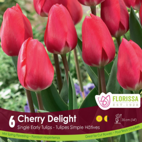 Bulbes de tulipes 'Cherry Delight' 
