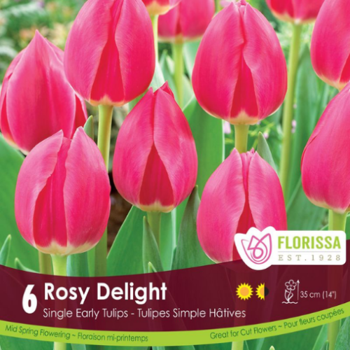 Bulbes de tulipes 'Rosy delight'