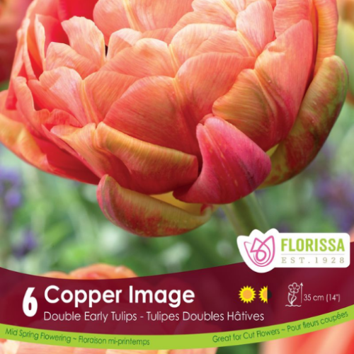 Bulbes de tulipes 'Copper Image'