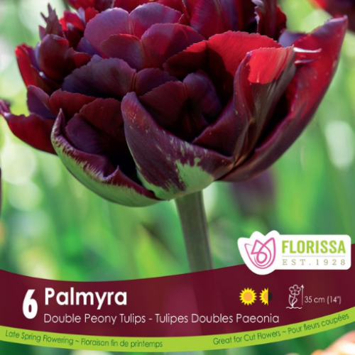 Bulbes de tulipes 'Palmyra'
