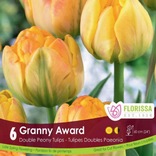 Bules de tulipes 'Granny Award'