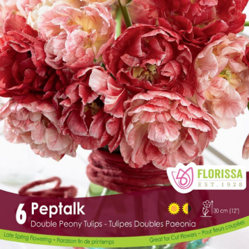 Bulbes de tulipes 'Peptalk'