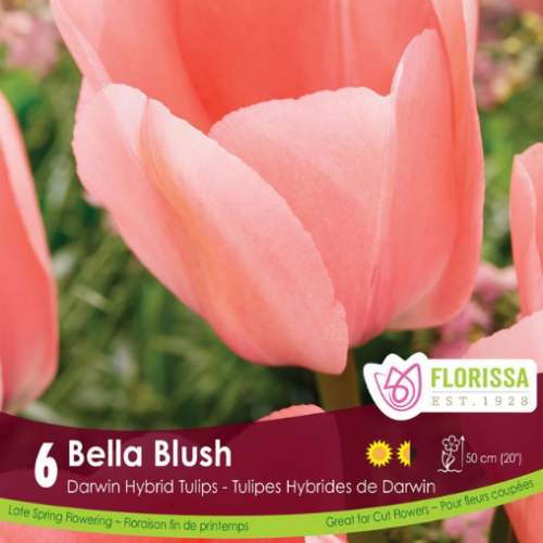 Bulbes de tulipes 'Bella Bush'