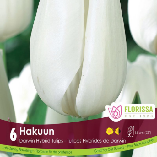 Bulbes de tulipes 'Hakuun'