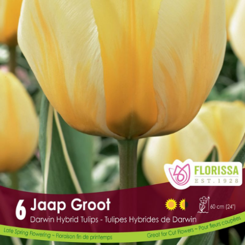 Bulbes de tulipes 'Jaap Groot'