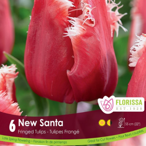 Bulbes de tulipes ' New Santa'