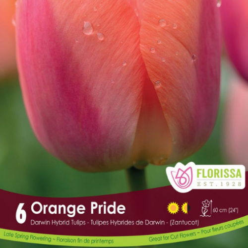 Bulbes de tulipes 'Orange Pride'