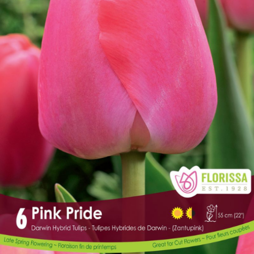 Bulbes de tulipes 'Pink Pride'