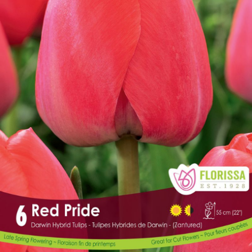 Bulbes de tulipes 'Red Pride'