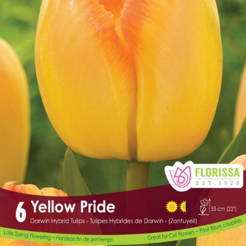 Bulbes de tulipes 'Yellow Pride'