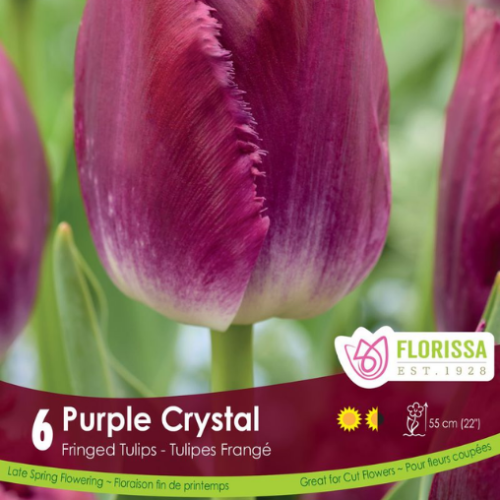 Bulbes de tulipes 'Purple Crystal'